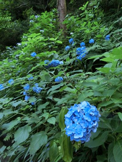 布袋尊のお寺さん？アジサイも咲いてます