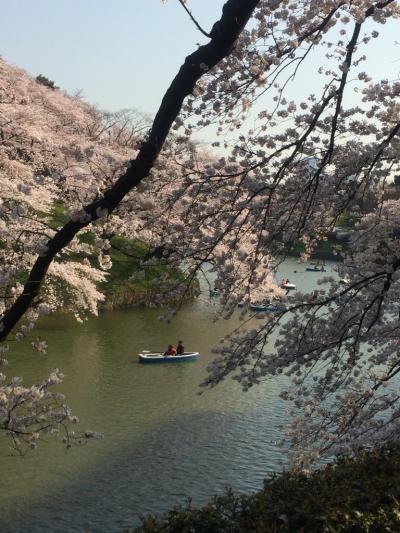 お花見ならここで。