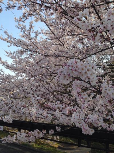 落ち着いて桜鑑賞