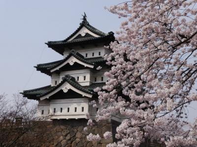 今春（2015年）でしばしお別れ！弘前城天守と桜。