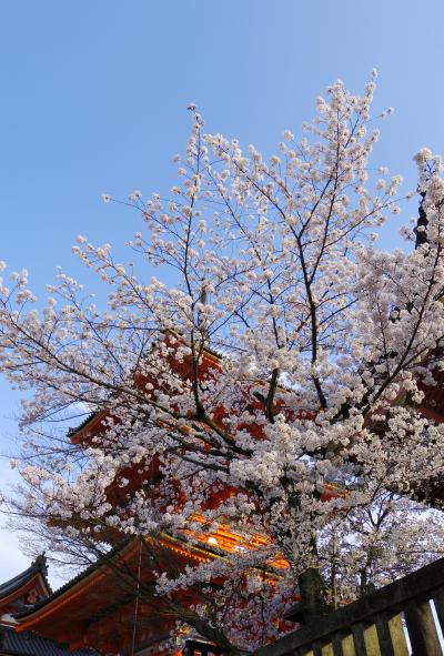 まだ間に合う定番京都のお花見スポット・清水寺