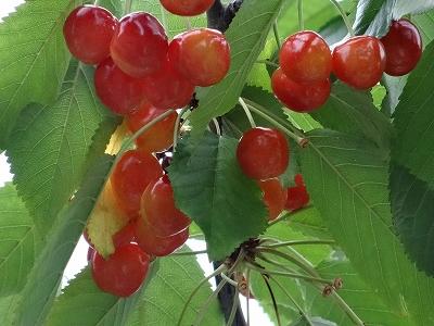 ここで食べ始め食べ終わり