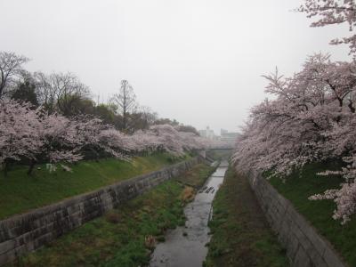 名古屋の桜はここが一番