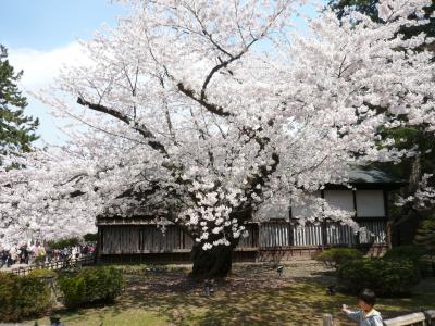 いつもの年より10日も早い満開の桜を堪能しました