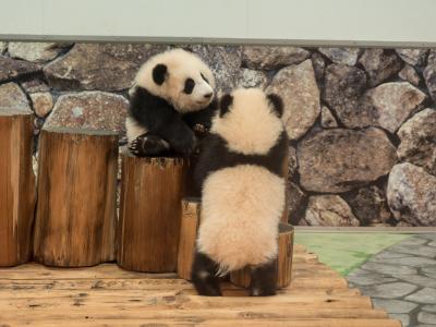 パンダ王国