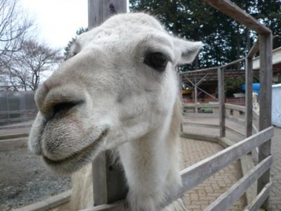 長閑すぎる動物園