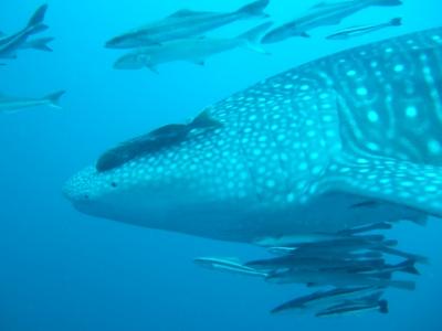 GWにジンベイザメに会える