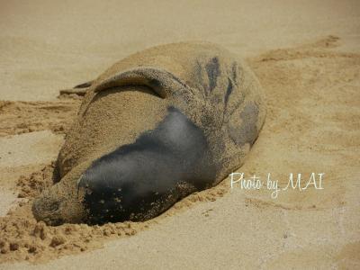 カワイイ子たちに逢える場所