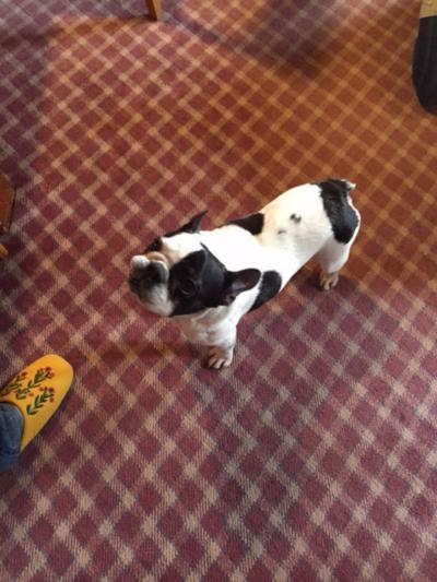 裏磐梯にあるペットと泊まれるat homeなペンション