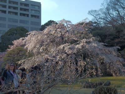 都心の広大な庭園。桜も見ごたえあり。