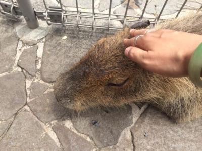 かなりの動物充！