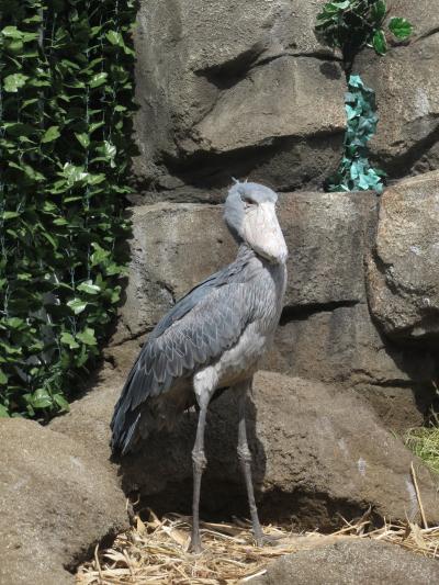 楽しめるふれあい動物園