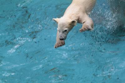 ホッキョクグマの子、プールへドボン。元気です。