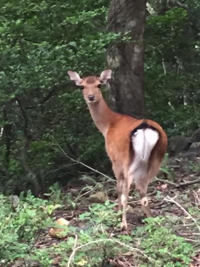 本当にいます！サルとシカ