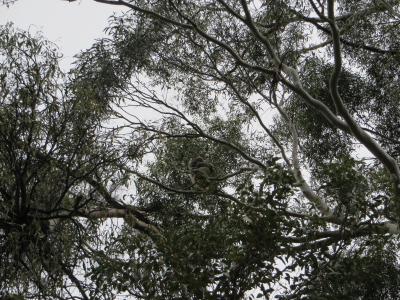 ワイナリーの近くのユーカリ林には、野生のコアラ木の上に