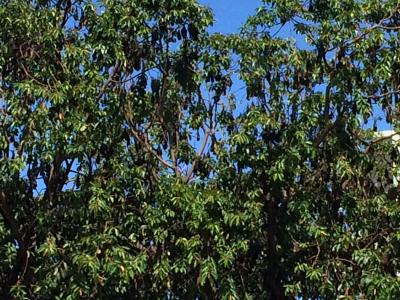 蝙蝠達のアップです