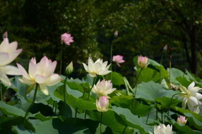 花ハス好きには、最高。