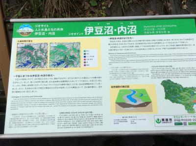 はすは最盛期のようです