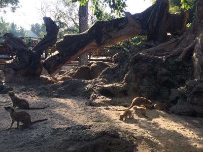 朝元気なミーヤキャット