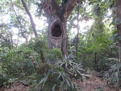 木の中にフクロウがいます。チェックイン前に案内してくれた！