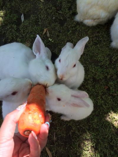 ホテルで飼ってるうさぎ