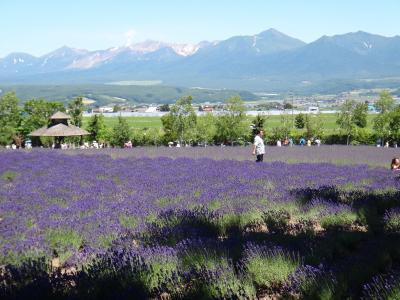 ラベンダーシーズンは臨時の停車駅も