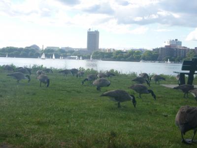 川沿いをランニングしてる人がいっぱい！