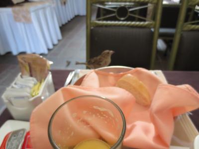 パンをついばみに雀が来ました。