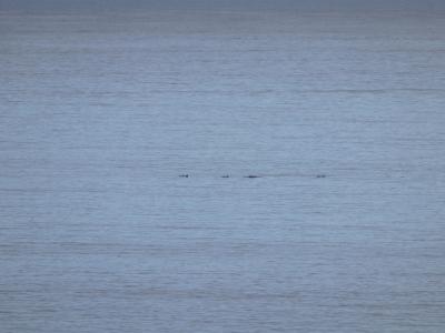 早朝6：30ごろ、親子のイルカが通過します