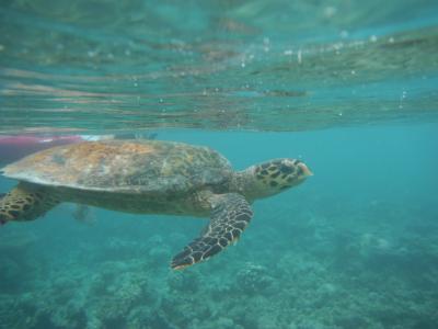 シューケリングで会えます