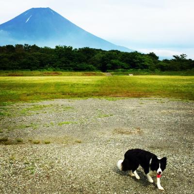 犬が喜ぶ癒しのキャンプ