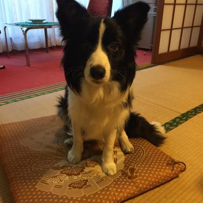 犬好きの女将さんで安心のおもてなし