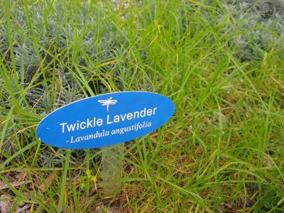 9月はラベンダーはあまり咲いていませんでした