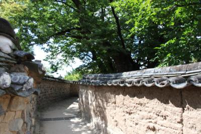 三神堂の御神木は朝鮮王朝時代と共に歩み、6００年の時を超えて今なお河回村と民の願を成就する