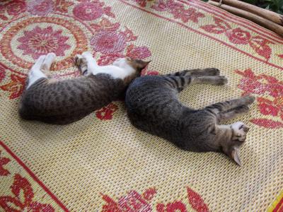 カフェでは子猫が昼寝中