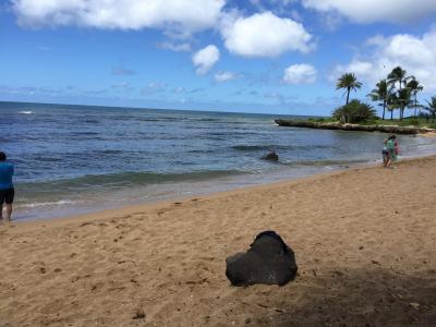 ラニアケアに代わる海亀スポットですが