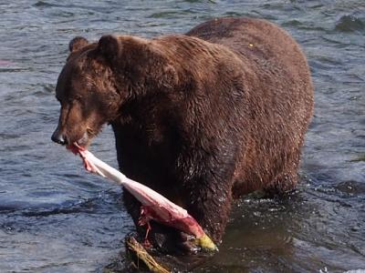 まさにお土産の木彫りのクマ! 鮭を捕獲する野生のクマさんが見れます！