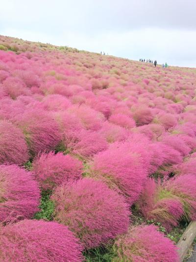 コキアの紅葉