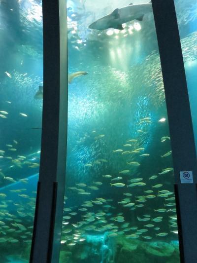 のんびりいろんな海の生き物を見たいときにいいかも。