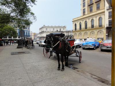 ホテルの向かいに観光馬車がいました