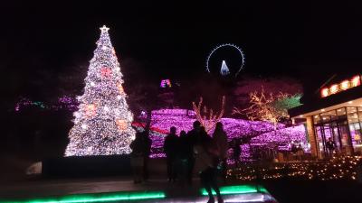 桜と楽しむイルミネーション