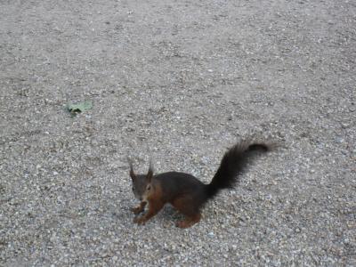 宮殿庭園では毎回リスが迎えてくれました。