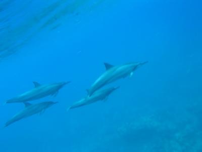 イルカとカメに大興奮！