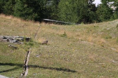 運が良いと野生のアルプスマーモットに出会える