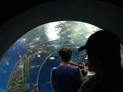 立派な水族館です