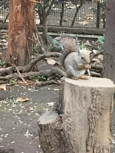 リス園が好き！