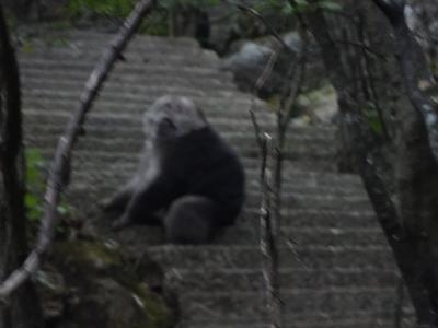 ホテルから5分先に猿がいました。