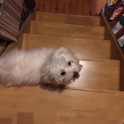 可愛い看板犬がいます