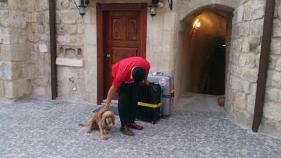 飼ってる犬が付いて回っていた