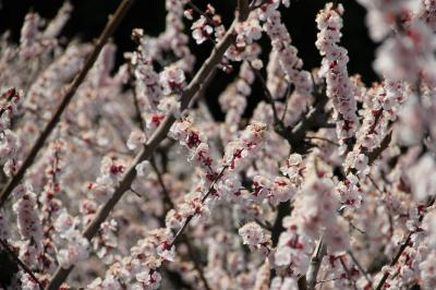 あんず・科野の里